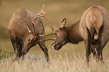 Sparring American Elks