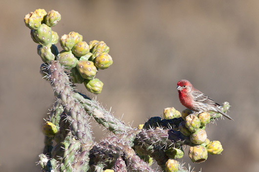 House Finch and Cholla