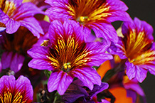 Purple Petunias