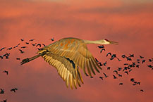 Sandhill Crane