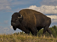 American Bison