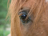 Horse's Eye