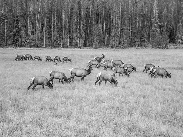 Grazing Elk