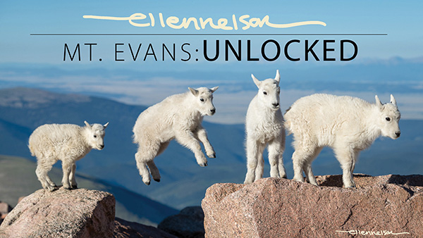 Mountain Goat Kids on Mt. Evans