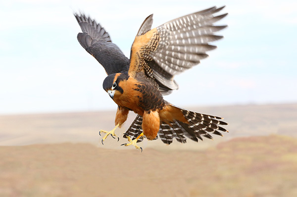 Falcon