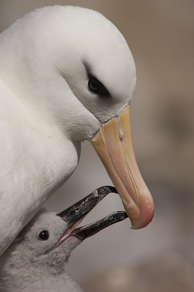 Black-browed Albatross Mother and Baby