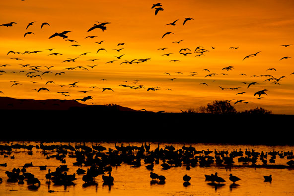 Snow Geese Taking Off at Sunrise