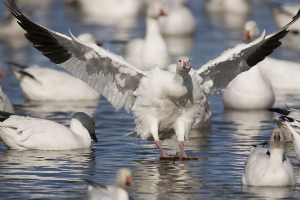 Snow Goos Landing