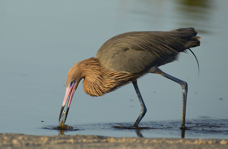 Reddish Egret Fishing