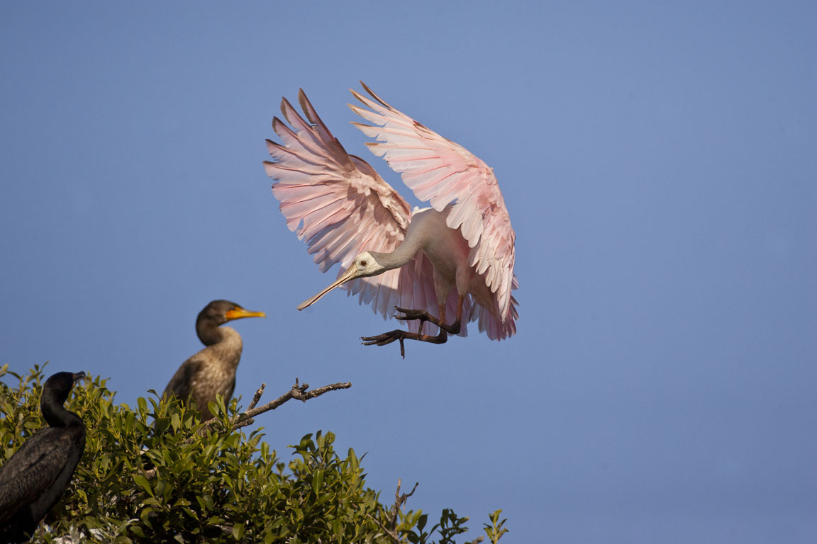 Roseate Spoonbill Landing