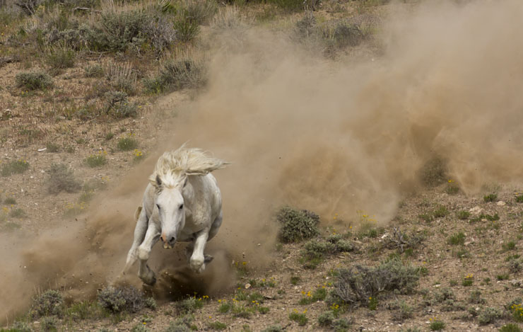 Wild Horse