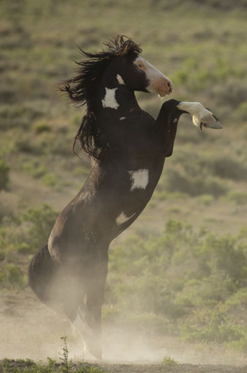 Wild Horse