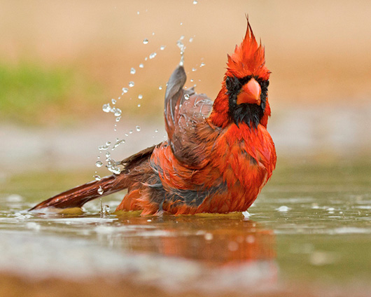 Northern Cardinal