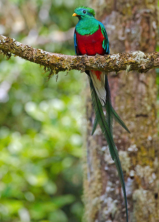 Resplendent Quetzal - Costa Rica