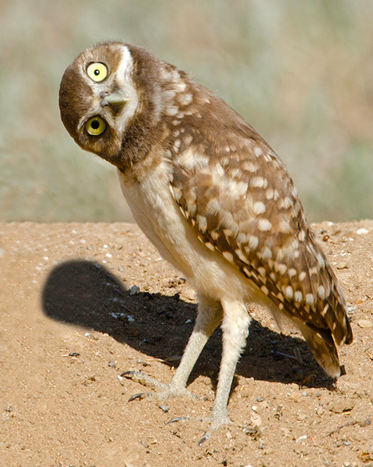 Burrowing Owl