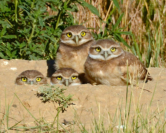 Burrowing Owls