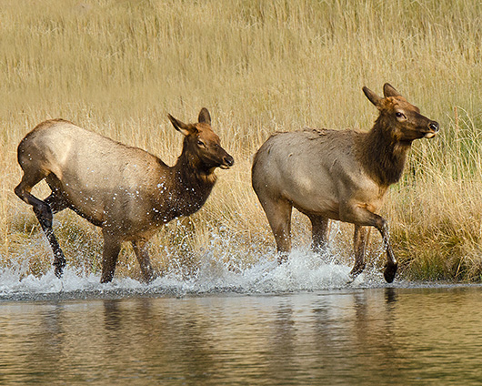 Elk