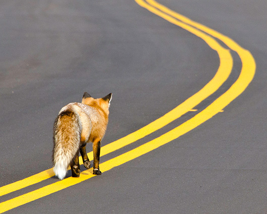Fox