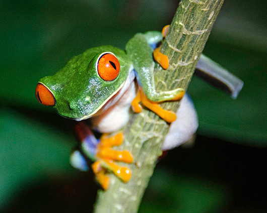 Red-eyed tree frog