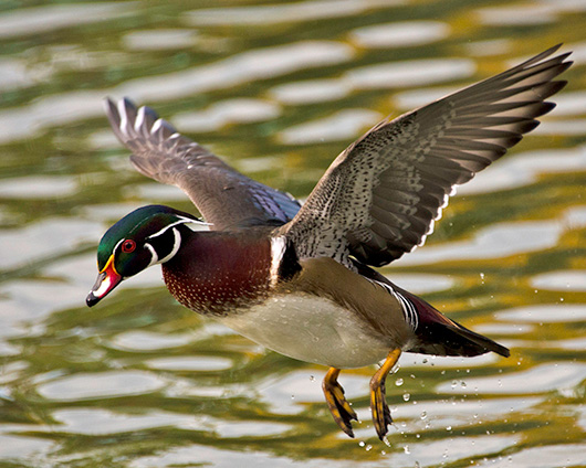Wood Duck