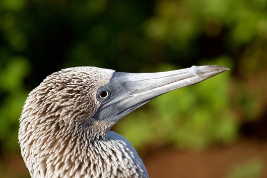 Blue-footed Booby