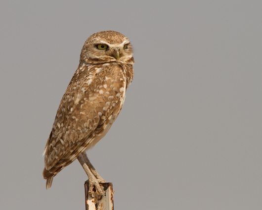 Burrowing Owl