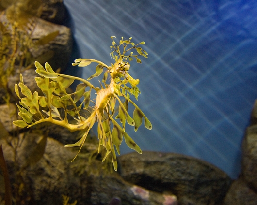 Green sea dragon