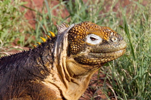Land iguana