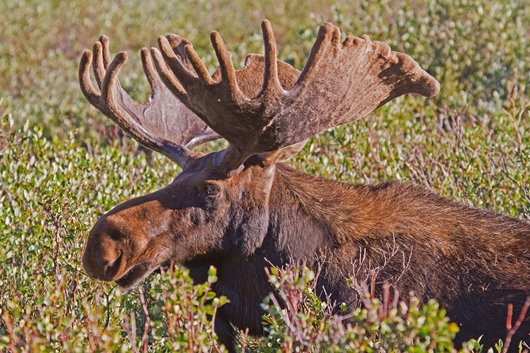 Moose