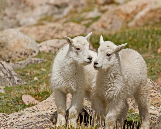 Mountain Goat Kids