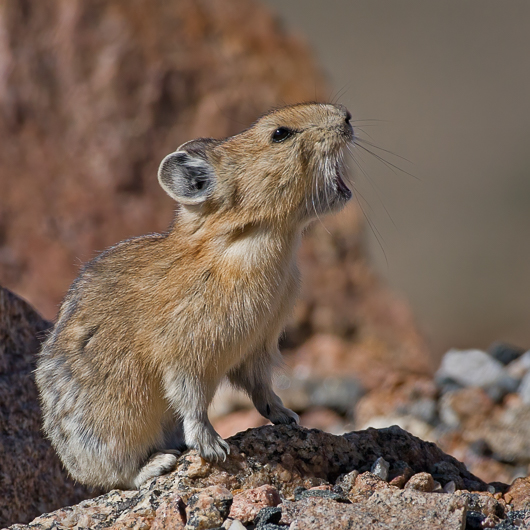 Chirping Pika