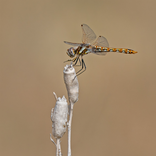 Variegated Meadowhawk