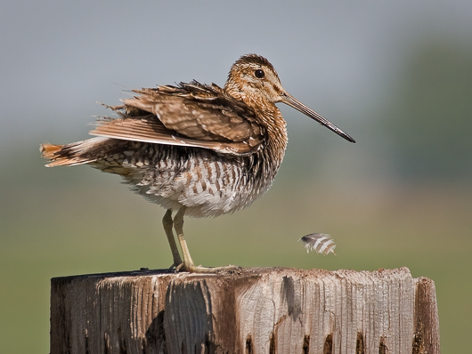 Wilson's Snipe and a Sloughed Off Feather
