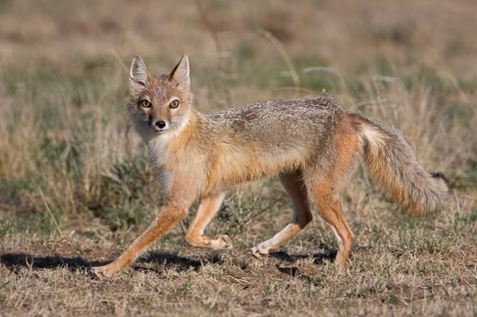 Swift Fox