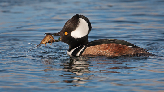 Hooded Merganser with a Crayfish
