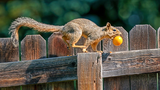 Eastern Fox Squirrel with a Tomato