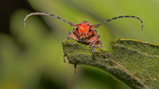 Red-femured Milkweed Borer dining on milkweed