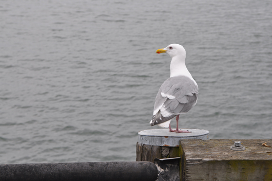 Gull