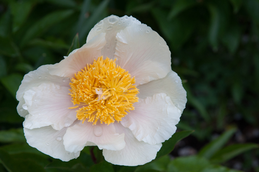 Red Butte Gardens White Flower