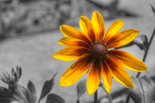 Selective African Marigold