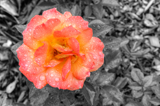 Selectively Colored Rose