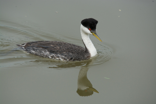 Western Grebe