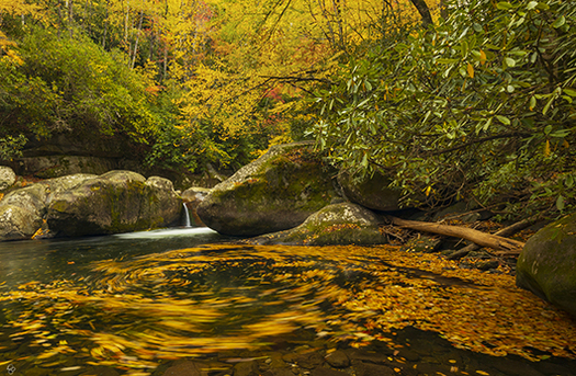 swilling water with leaves