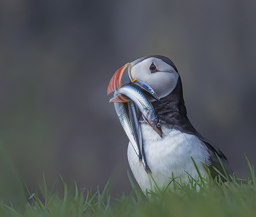 puffin with fish