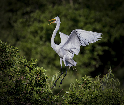 large dancing white bird