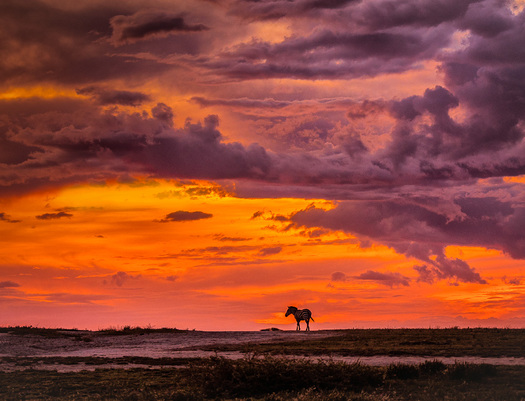 Sunset with Zebra Silhouette