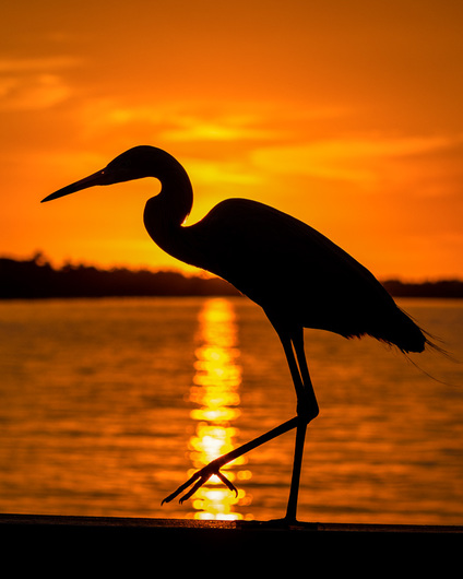 Egret Sunset