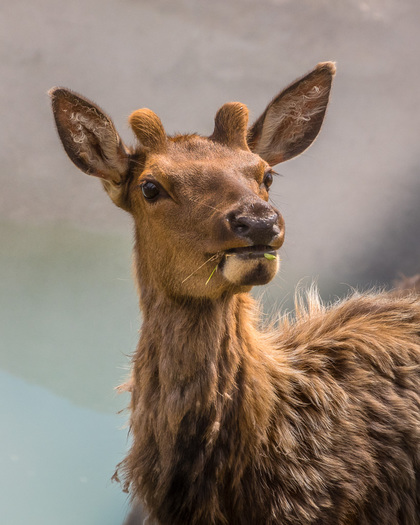 Baby Bull Elk