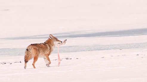 Coyote