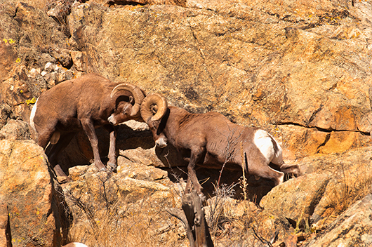 Bighorn Sheep